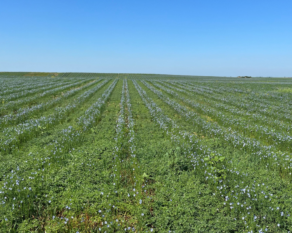 sustainable commodities for soil regeneration