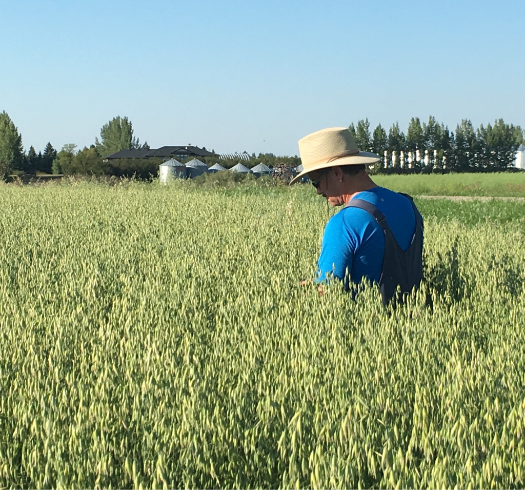 farmer inspecting purity protocol oat field