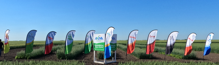 sustainable agriculture plot trial flags