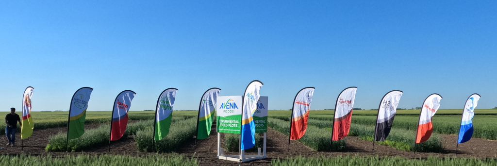 sustainable agriculture plot trial flags