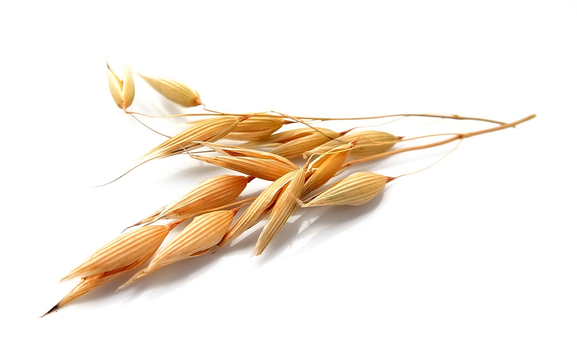 Avena Foods - Oats