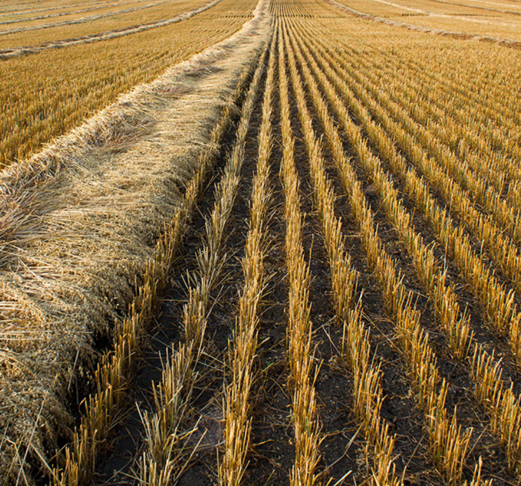 Oat field for oat product development