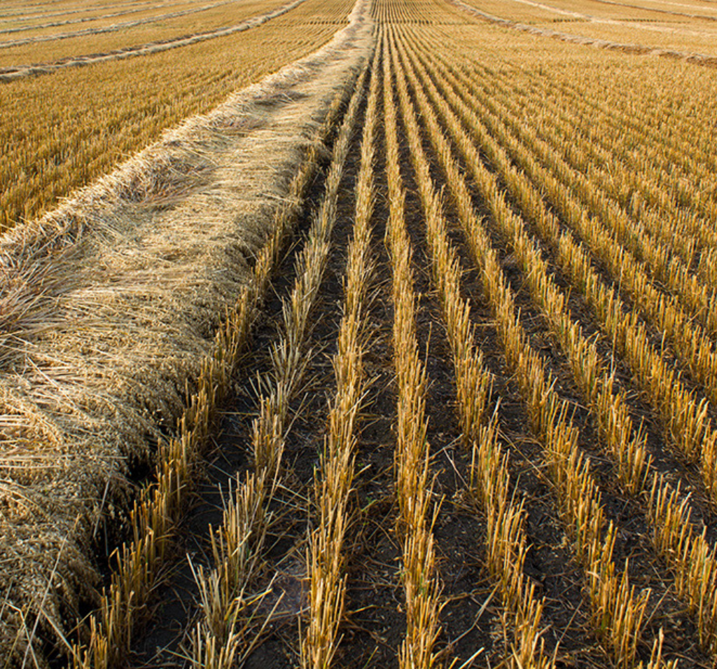 gluten free Oat field for oat product development