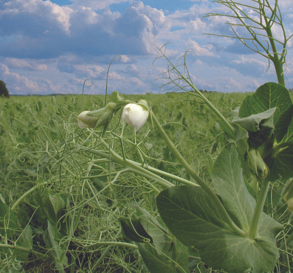 Avena pea field for sustainable agriculture