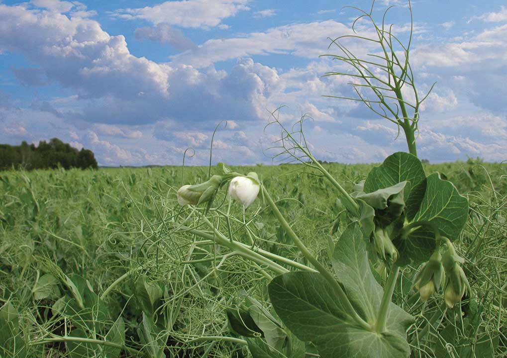 Canadian Pea Field for pea hull fiber