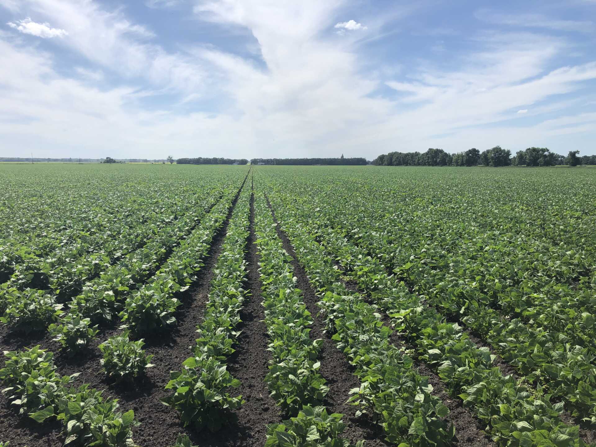 Navy Bean Field