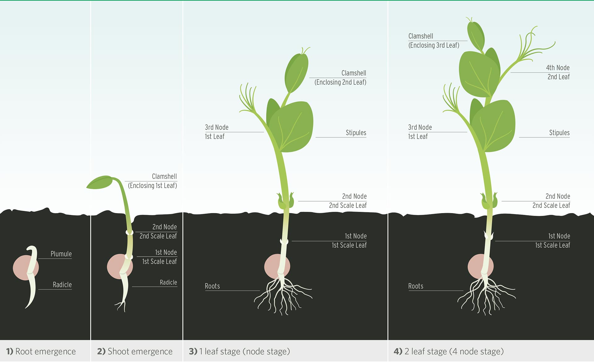 Pea Growth Stages Diagram