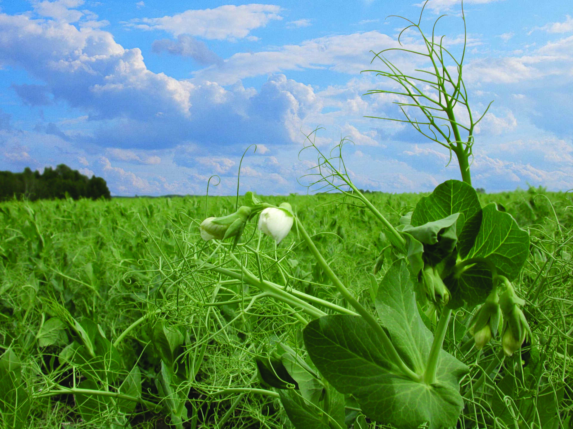pea field for food development