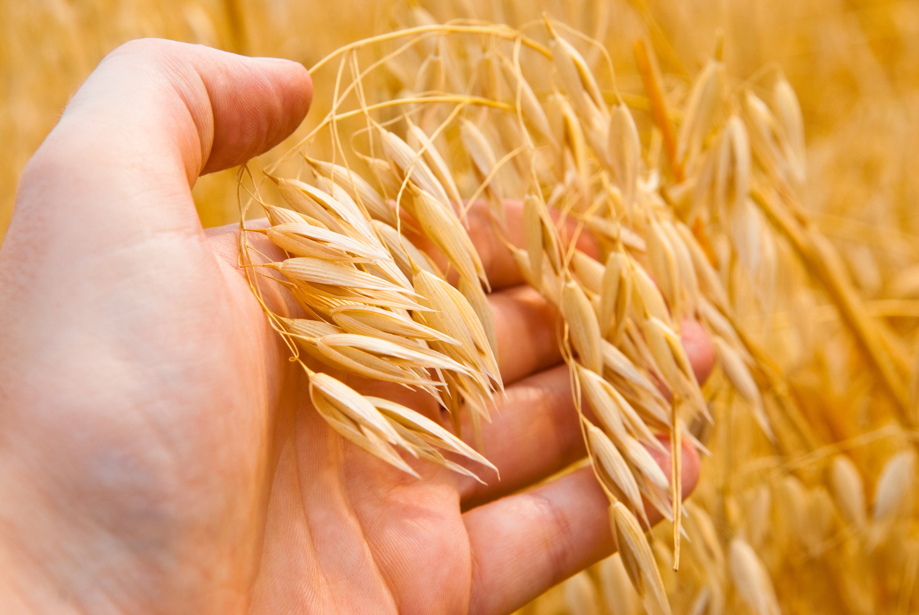 Oat farmer checking oat crop